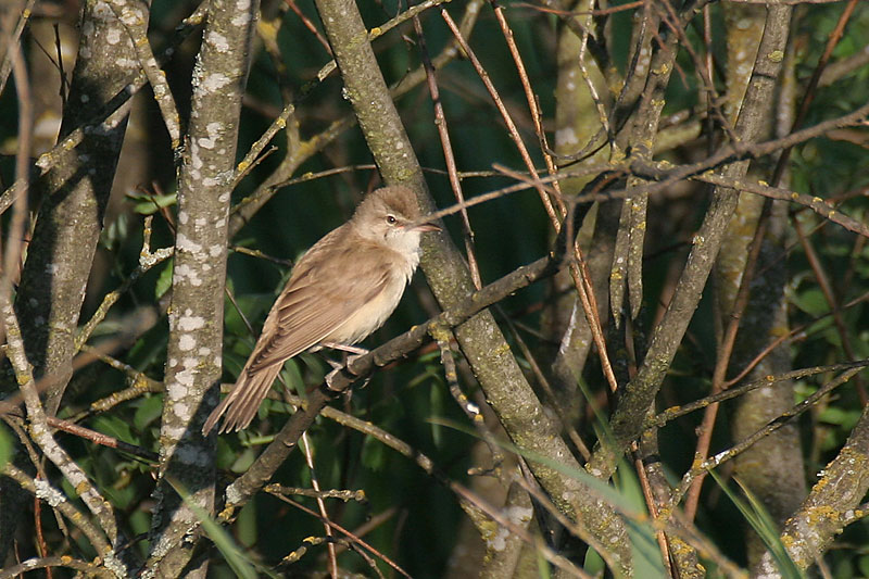 Rastaskerttunen Acrocephalus arundinaceus