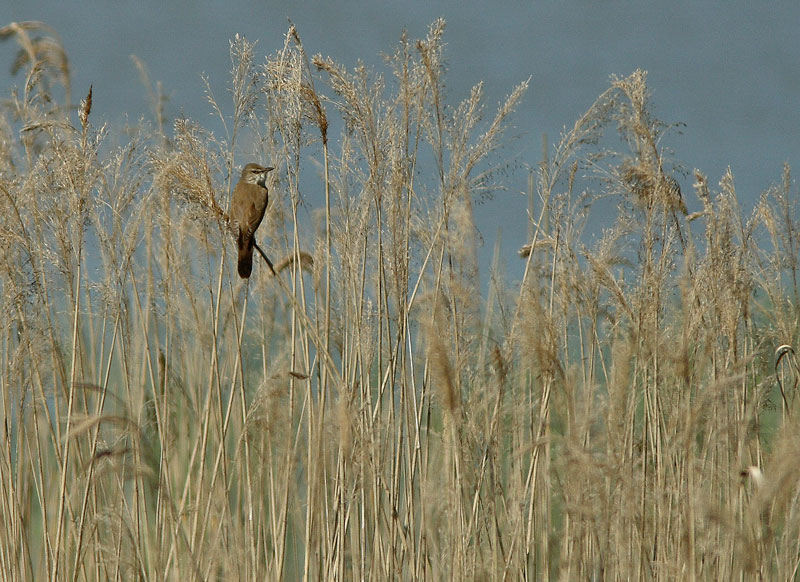 Rastaskerttunen Acrocephalus arundinaceus