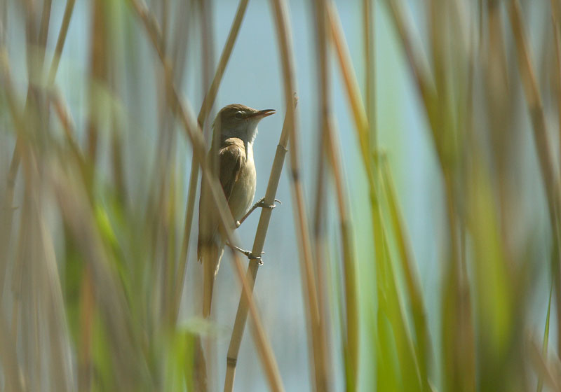 Rastaskerttunen Acrocephalus arundinaceus