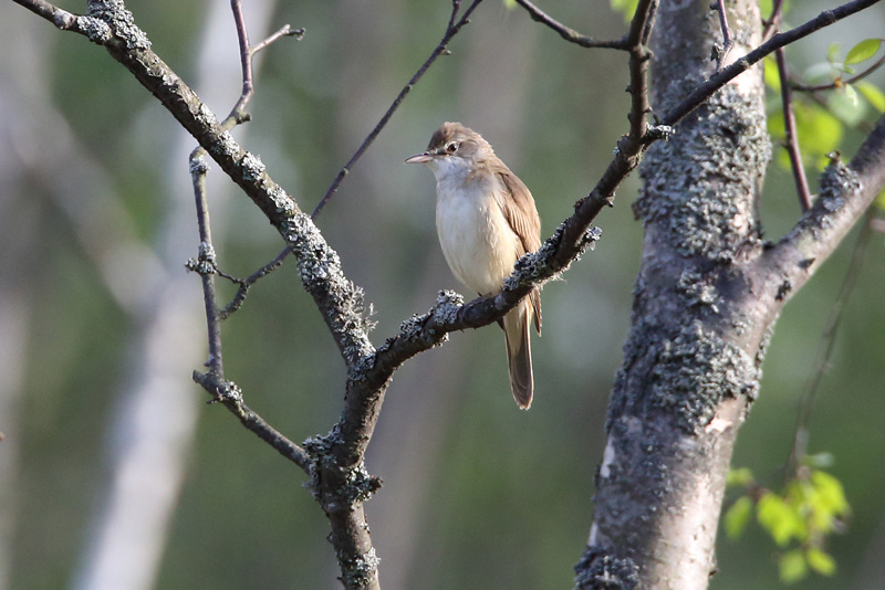 Rastaskerttunen Acrocephalus arundinaceus