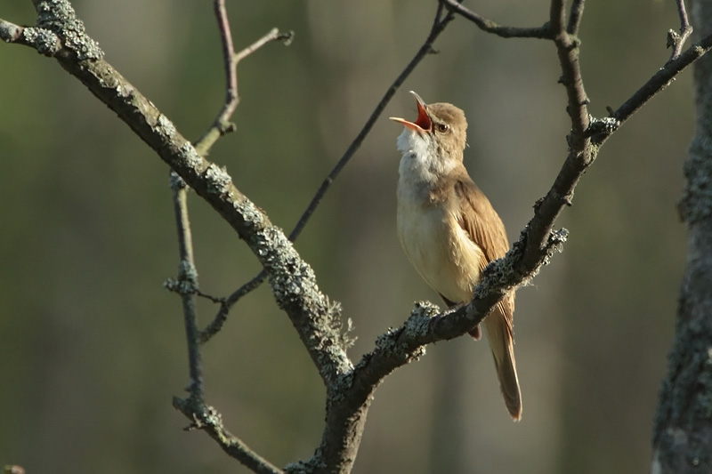 Rastaskerttunen Acrocephalus arundinaceus