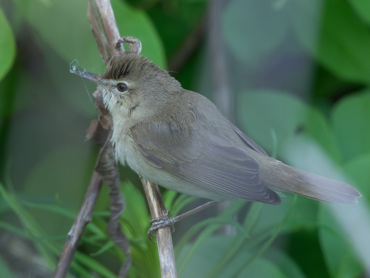 Viitakerttunen Blyth�s Reed Warbler (Acrocephalus dumetorum)