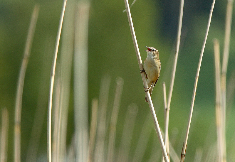 Ruokokerttunen Acrocephalus schoenobaenus