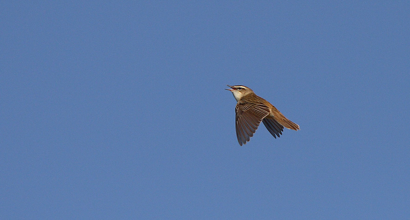 Ruokokerttunen Acrocephalus schoenobaenus