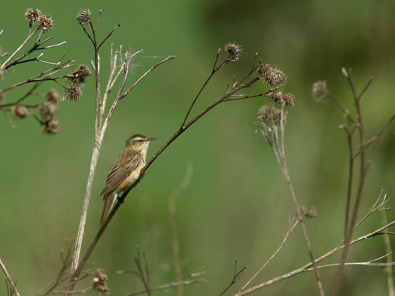 Ruokokerttunen Acrocephalus schoenobaenus