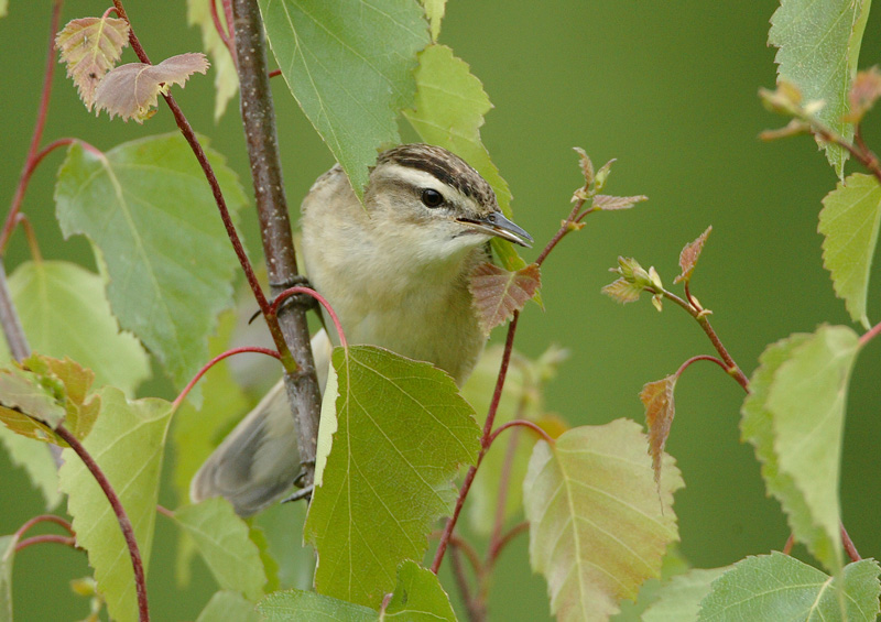 Ruokokerttunen Acrocephalus schoenobaenus