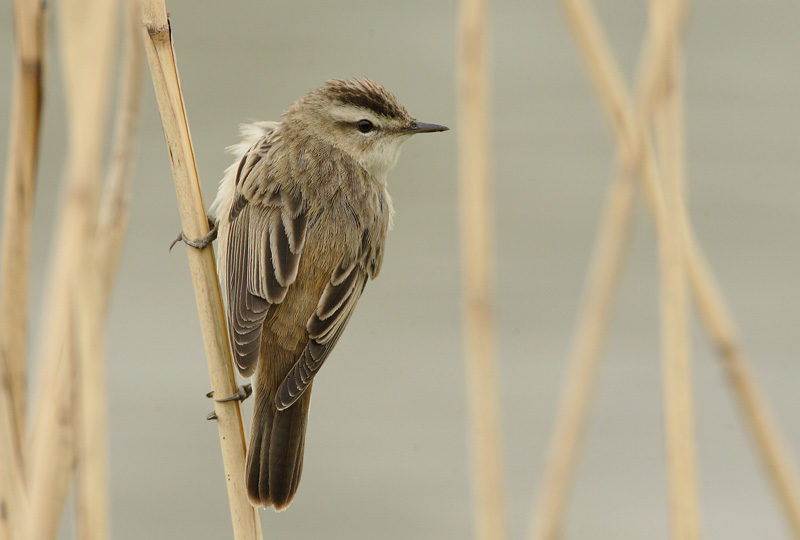Ruokokerttunen Acrocephalus schoenobaenus