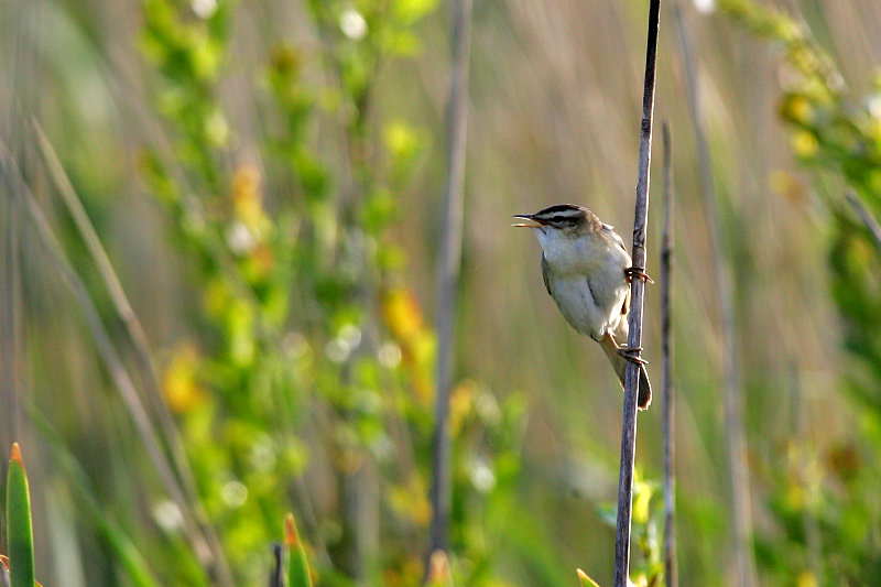 Ruokokerttunen Acrocephalus schoenobaenus