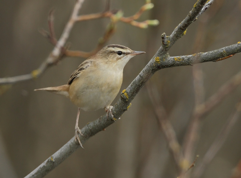 Ruokokerttunen Acrocephalus schoenobaenus