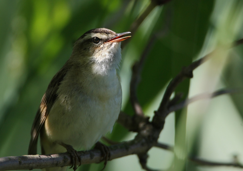 Ruokokerttunen Acrocephalus schoenobaenus