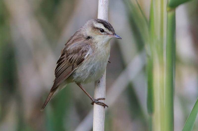 Ruokokerttunen Sedge Warbler (Acrocephalus schoenobaenus)