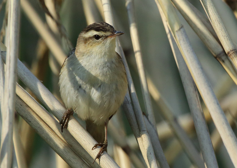 Ruokokerttunen Sedge Warbler (Acrocephalus schoenobaenus)