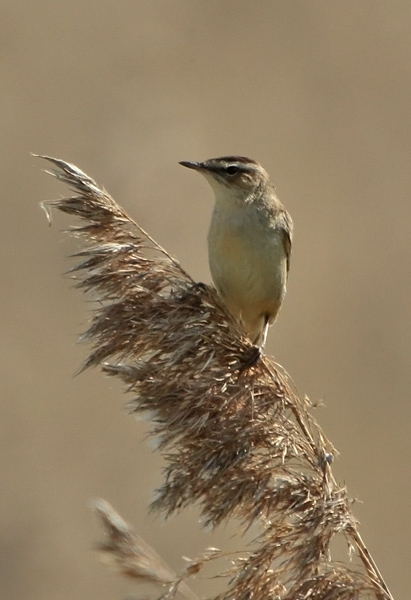 Ruokokerttunen Sedge Warbler (Acrocephalus schoenobaenus)