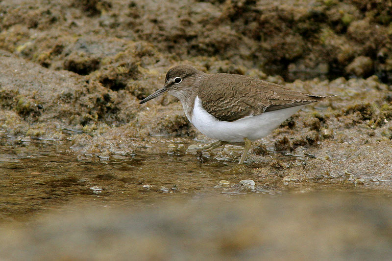 Rantasipi Actitis hypoleuca