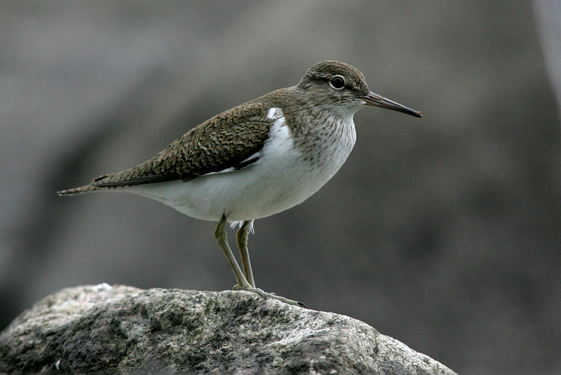 Rantasipi, Common Sandpiper (Actitis hypoleucos)