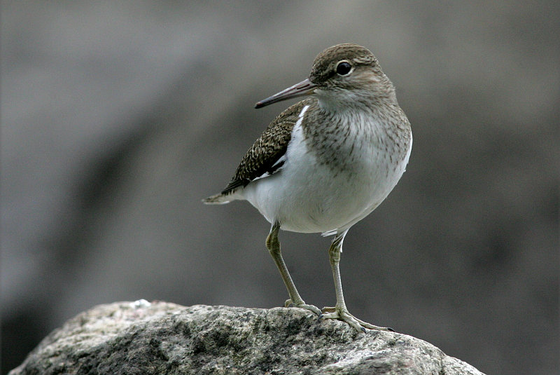 Rantasipi, Common Sandpiper (Actitis hypoleucos)