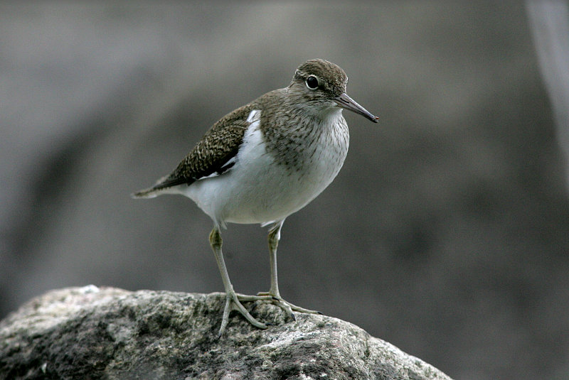 Rantasipi, Common Sandpiper (Actitis hypoleucos)