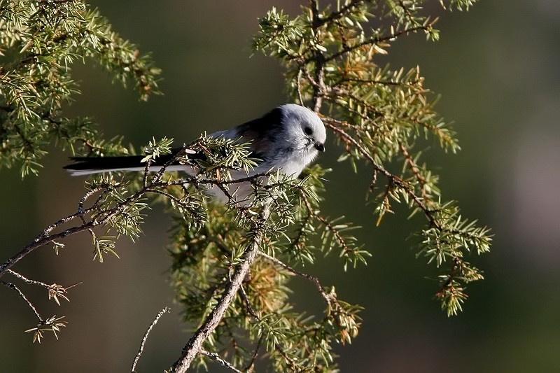Pyrst�tiainen, Long-tailed Tit (Aegithalos caudatus)