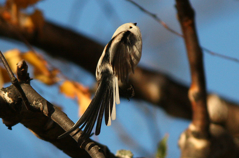 Pyrst�tiainen, Long-tailed Tit (Aegithalos caudatus)