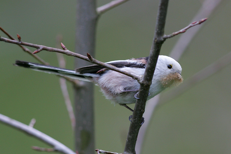 Pyrst�tiainen, Long-tailed Tit (Aegithalos caudatus)