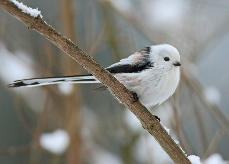Pyrst�tiainen, Long-tailed Tit (Aegithalos caudatus)