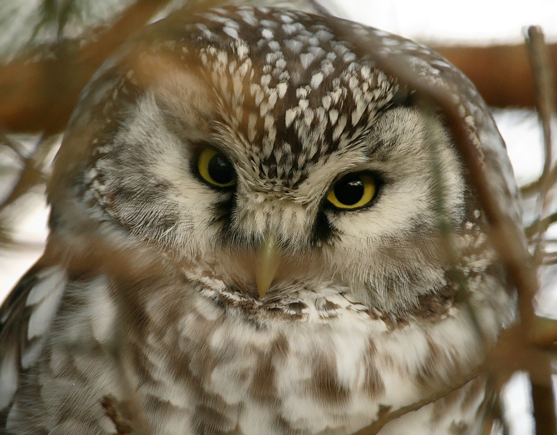Helmip�ll� Tengmalm's Owl (Aegolius funereus)