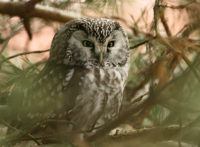 Helmip�ll� Tengmalm's Owl (Aegolius funereus)