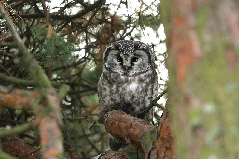 Helmip�ll� Tengmalm's Owl (Aegolius funereus)