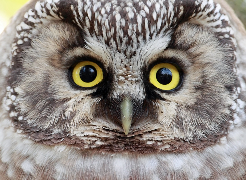 Helmip�ll� Tengmalm's Owl (Aegolius funereus)