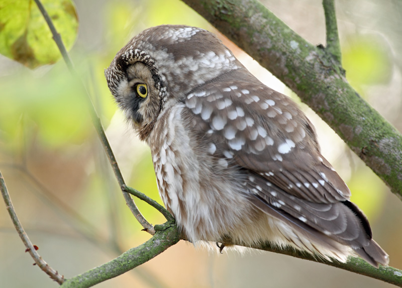 Helmip�ll� Tengmalm's Owl (Aegolius funereus)