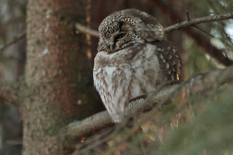 Helmip�ll� Tengmalm's Owl (Aegolius funereus)