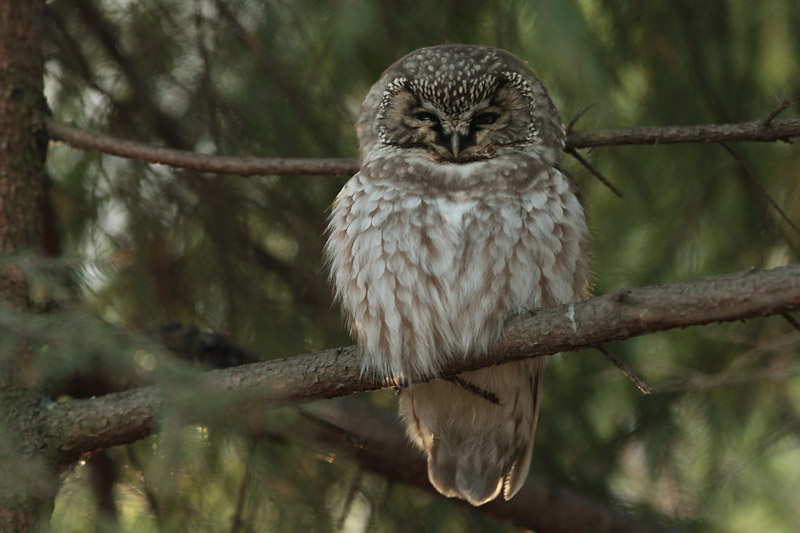 Helmip�ll� Tengmalm's Owl (Aegolius funereus)