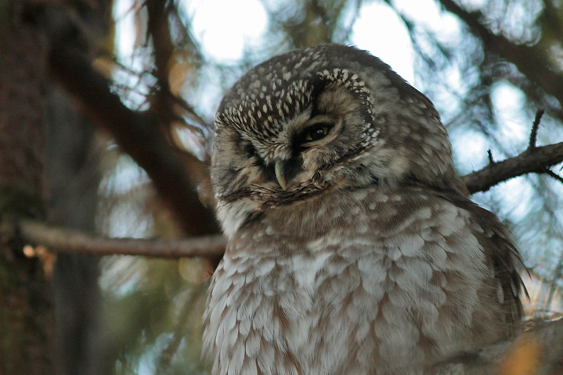 Helmip�ll� Tengmalm's Owl (Aegolius funereus)