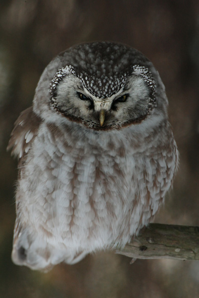 Helmip�ll� Tengmalm's Owl (Aegolius funereus)