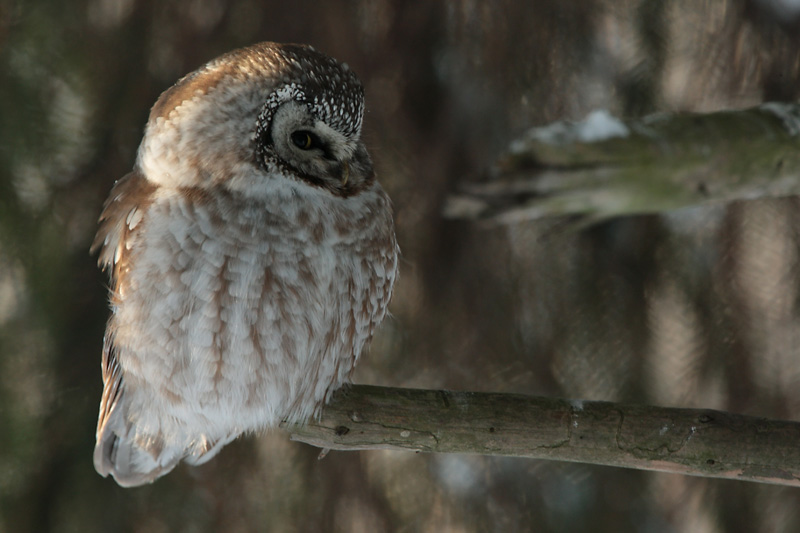 Helmip�ll� Tengmalm's Owl (Aegolius funereus)