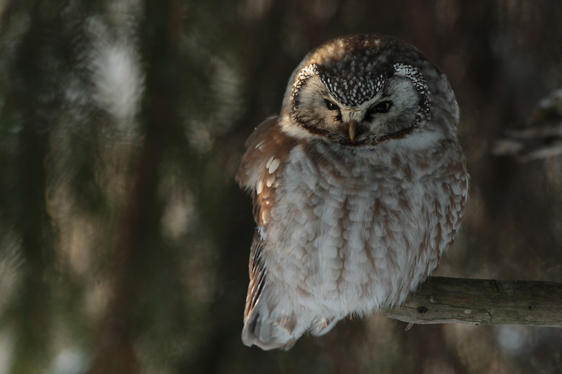Helmip�ll� Tengmalm's Owl (Aegolius funereus)