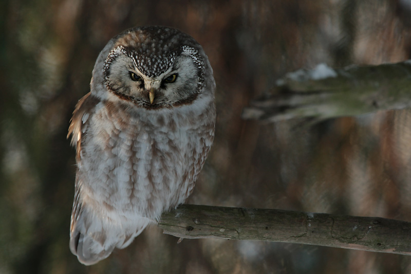 Helmip�ll� Tengmalm's Owl (Aegolius funereus)