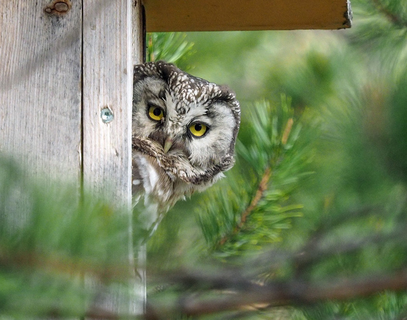 Helmip�ll� Tengmalm's Owl (Aegolius funereus)