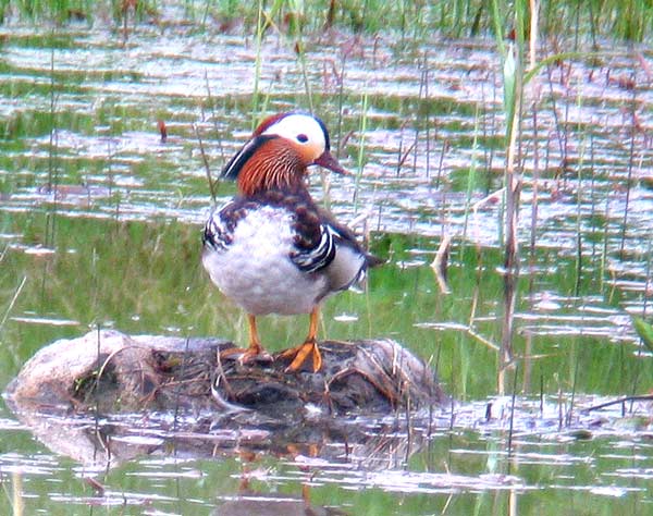 Mandariinisorsa