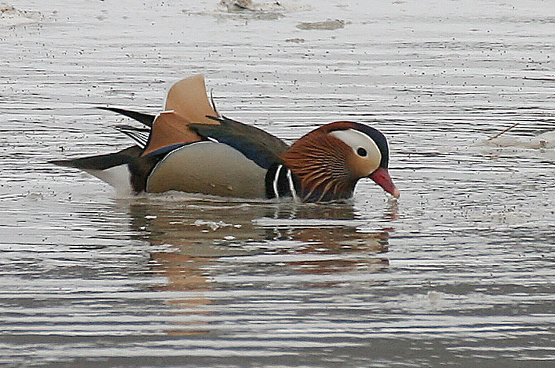 Mandariinisorsa