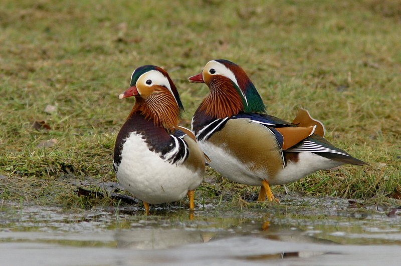 Mandariinisorsa (Aix galericulata)