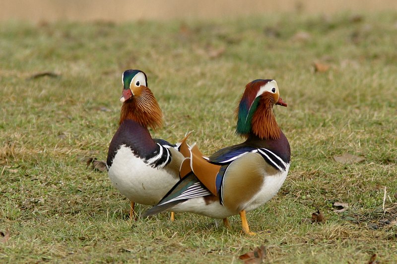 Mandariinisorsa (Aix galericulata)