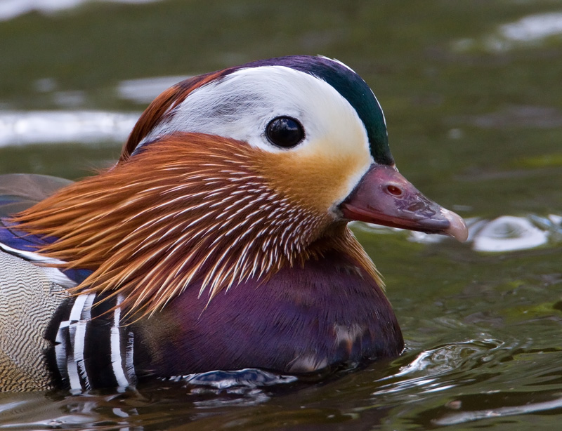 Mandariinisorsa (Aix galericulata)