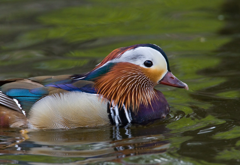 Mandariinisorsa (Aix galericulata)