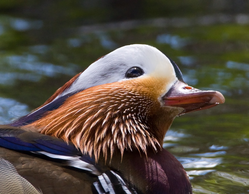 Mandariinisorsa (Aix galericulata)