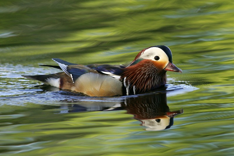 Mandariinisorsa (Aix galericulata)