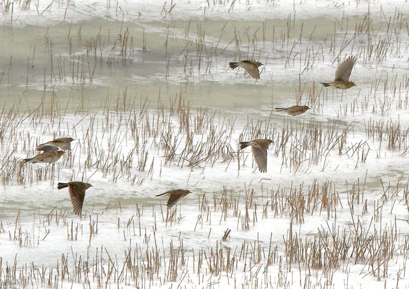 Kiuru, Skylark (Alauda arvensis)