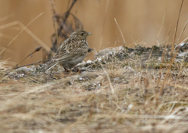 Kiuru, Skylark (Alauda arvensis)