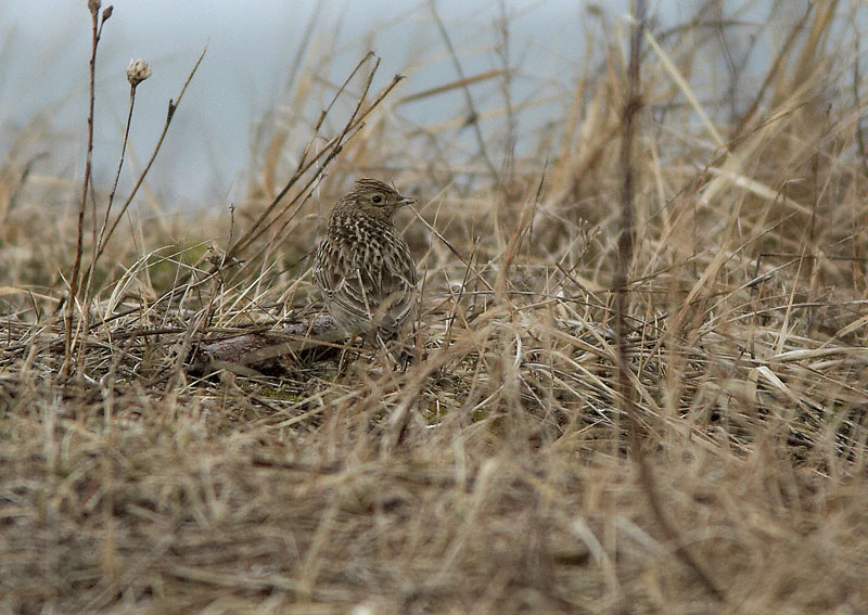 Kiuru, Skylark (Alauda arvensis)