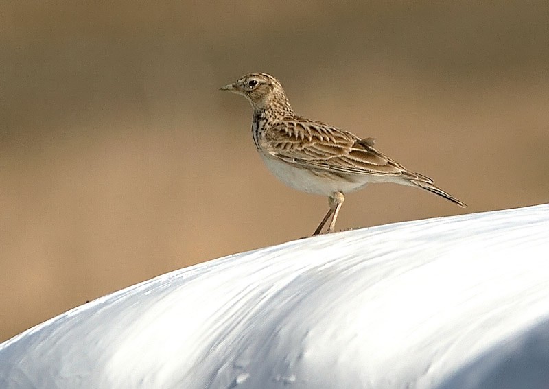 Kiuru, Skylark (Alauda arvensis)